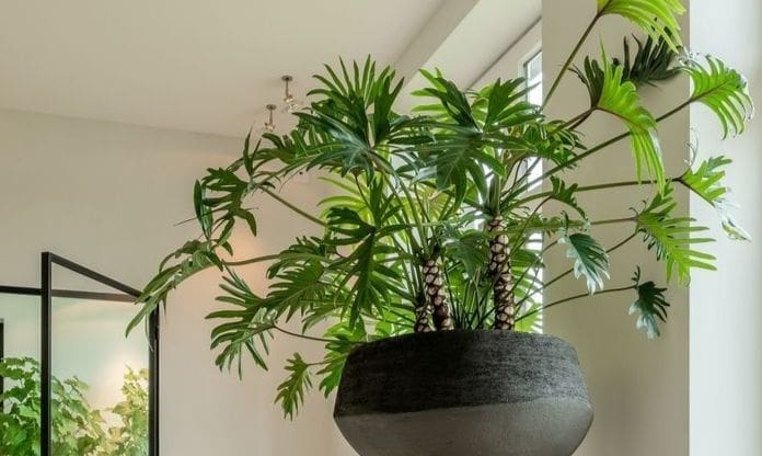 تصویر 1 از شفلرا با شرایط رشد آسان و مراقبت کم